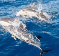 Port Stephens Day Tour From Sydney Including 4WD Sandboarding and Dolphins - Accommodation Brisbane