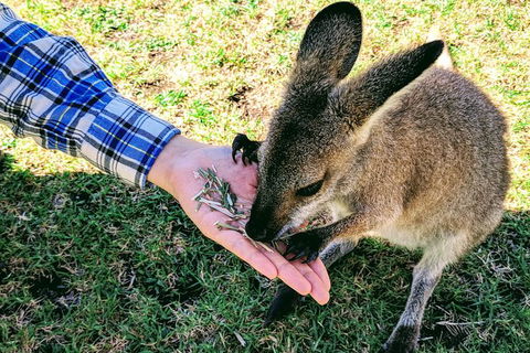 Wildlife Waterfalls And Wine Day Tour From Sydney - Accommodation Brisbane 1