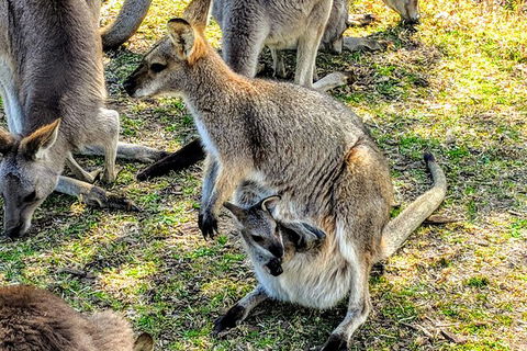 Wildlife Waterfalls And Wine Day Tour From Sydney - Accommodation Brisbane 10