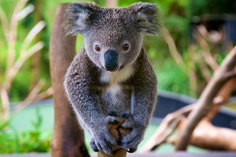Newcastle And Central Coast Private Shore Excursion | Departs Newcastle Port - Accommodation Brisbane 10