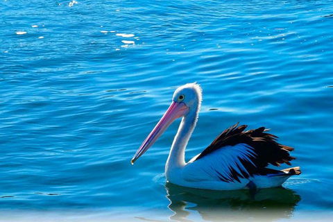 Newcastle And Central Coast Private Shore Excursion | Departs Newcastle Port - Accommodation Brisbane 7