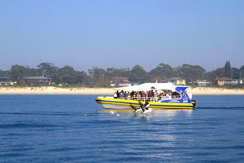 Jervis Bay Passage Tour - Accommodation Brisbane 16