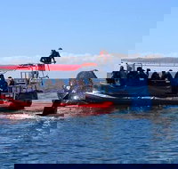 Byron Bay Whale Watching Cruise - Accommodation Brisbane