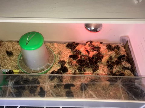 Meet The Animals - Accommodation Brisbane 2