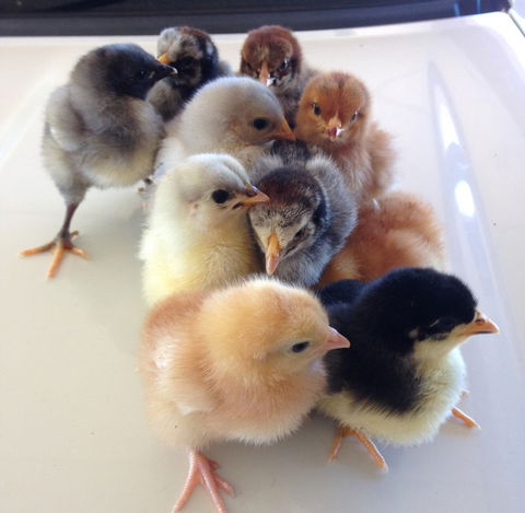 Meet The Animals - Accommodation Brisbane 1