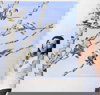 Bingara Gallery - Accommodation Brisbane