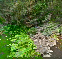 Brindle Creek Walking Track - Accommodation Brisbane