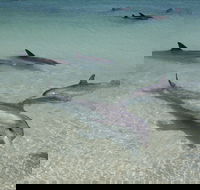 Dolphins of Monkey Mia - Accommodation Brisbane