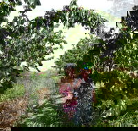 Harben Vale Pick Your Own Cherries - Accommodation Brisbane