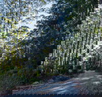 Hastings Forest Way Touring Route - Accommodation Brisbane