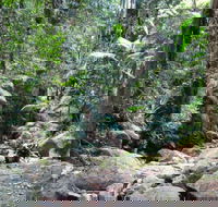 Lyrebird track - Accommodation Brisbane