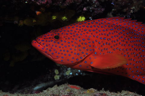 Maori Wrasse Bommie Dive Site - Accommodation Brisbane 0