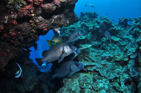 Maori Wrasse Bommie Dive Site - Accommodation Brisbane 1