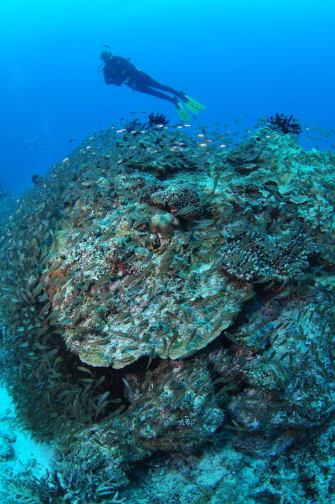 Maori Wrasse Bommie Dive Site - Accommodation Brisbane 2