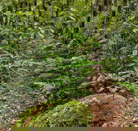 Red Cedar Loop - Accommodation Brisbane