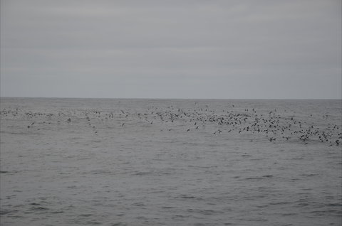 Settlement Point Viewing Platform - Accommodation Brisbane 1