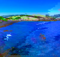 Snorkelling Montague Island - Accommodation Brisbane