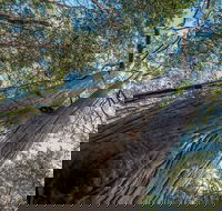 Wallumatta Nature Reserve - Accommodation Brisbane