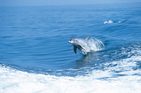 Wild Dolphin Watching - Accommodation Brisbane 0