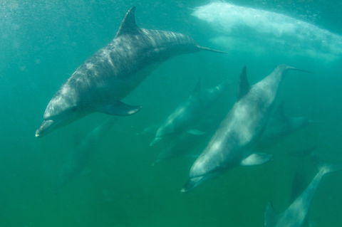 Wild Dolphin Watching - Accommodation Brisbane 1