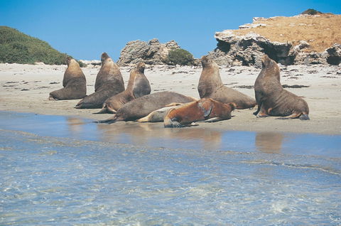 Wild Dolphin Watching - Accommodation Brisbane 2