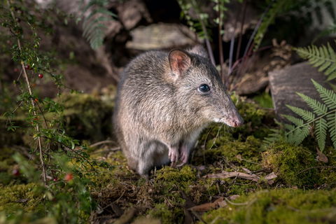 Wildlife Wonders - Accommodation Brisbane 0