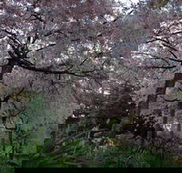 Wildwood Garden