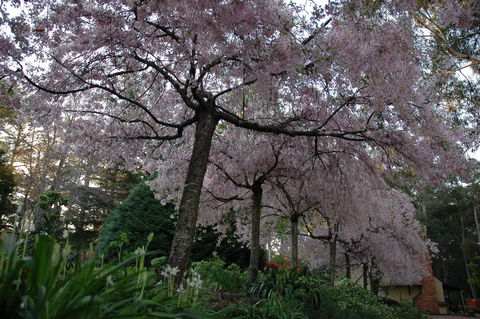 Wildwood Garden - Accommodation Brisbane 0
