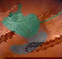 Batchelor Butterfly Farm  Pet Garden - Accommodation Brisbane