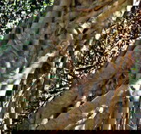 Bundagaree Rainforest Walk - Accommodation Brisbane