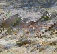 Canning Stock Route - Accommodation Brisbane