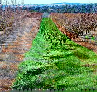 Hall Family Orchards - Accommodation Brisbane