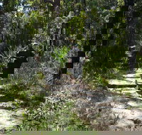 Karloo Walking Track - Accommodation Brisbane