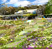 Kate's Berry Farm - Accommodation Brisbane