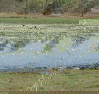 Leaning Tree Lagoon Nature Park - Accommodation Brisbane