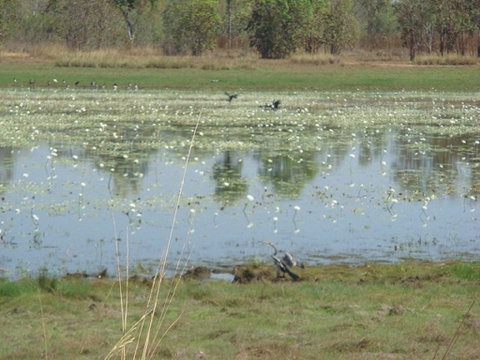 Leaning Tree Lagoon Nature Park - Accommodation Brisbane 0