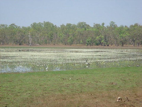 Leaning Tree Lagoon Nature Park - Accommodation Brisbane 1