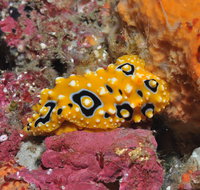 Magic Mountain Dive Site - Accommodation Brisbane