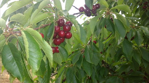 Martin's Orchard - Accommodation Brisbane 0