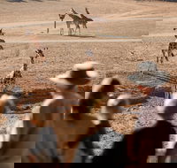 Monarto Safari Park - Accommodation Brisbane