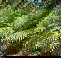 Mungo Rainforest Walk - Accommodation Brisbane