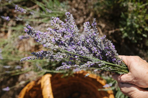 Nannup Lavender Farm - Accommodation Brisbane 2