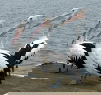 Pelican Feeding - Accommodation Brisbane