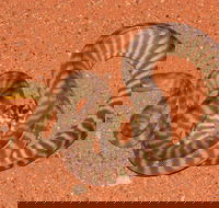 Red Desert Reptiles - Accommodation Brisbane