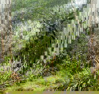 River walking track - Accommodation Brisbane