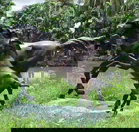 Summerland Antiques and Garden Centre - Accommodation Brisbane