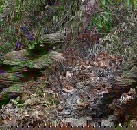Understory Art In Nature - Accommodation Brisbane