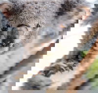 Wild Life Sydney Zoo - Accommodation Brisbane