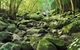 Wodi Wodi Walking Track - thumb 0