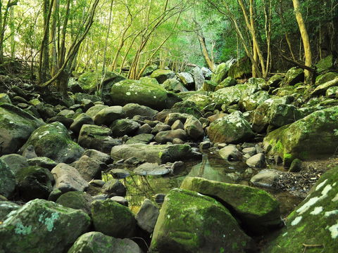 Wodi Wodi Walking Track - Accommodation Brisbane 0